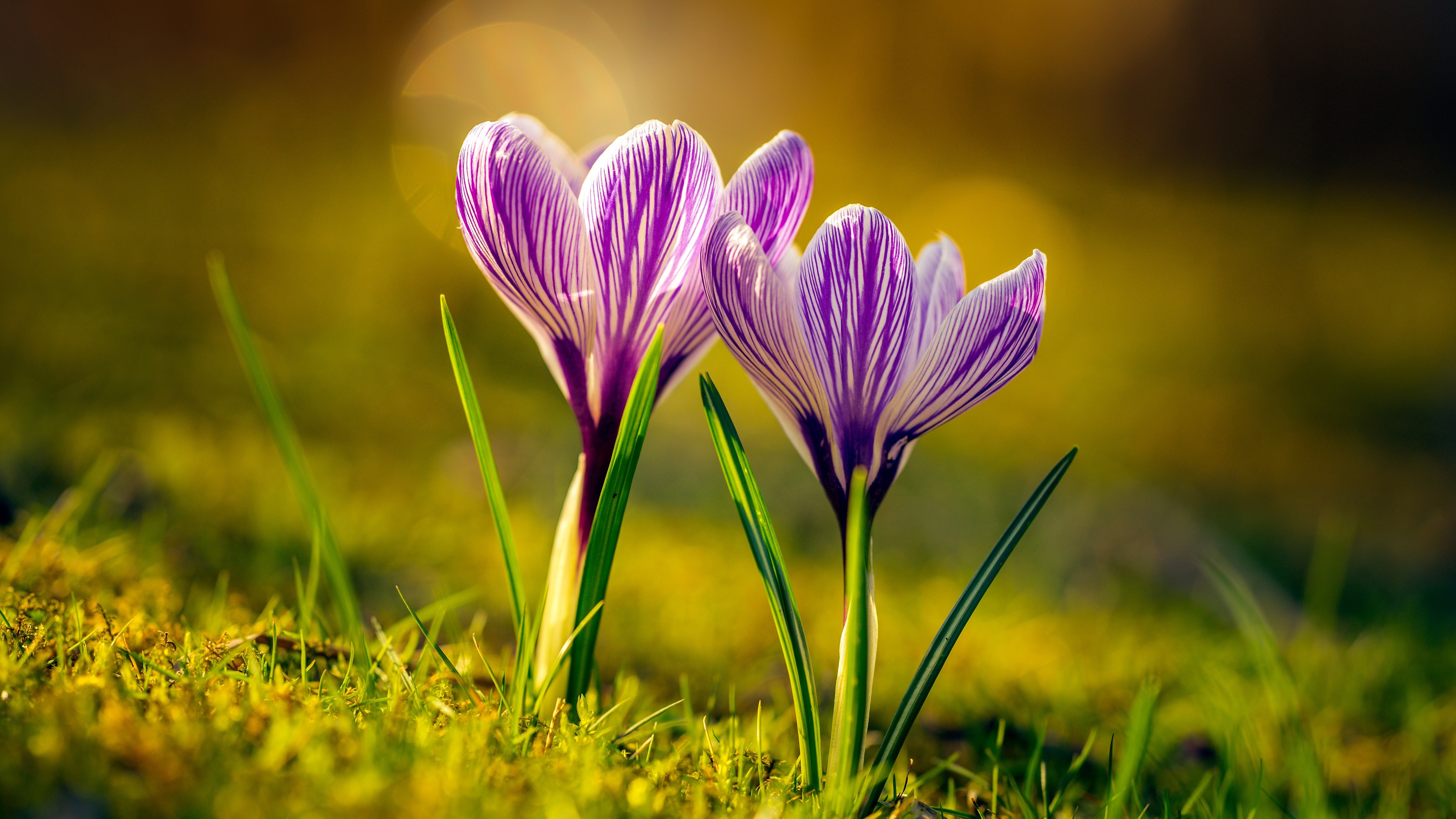 48661-krokusy_cvety_trava_polyana.jpg